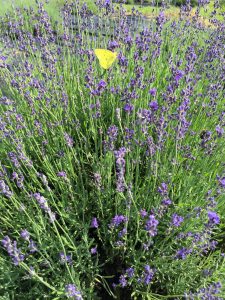 Hidcote Lavender bush with butterfly