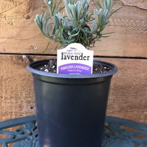 hidcote blue lavender plant