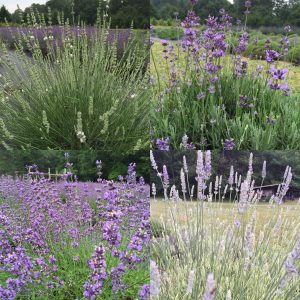 Lavender in four varieties