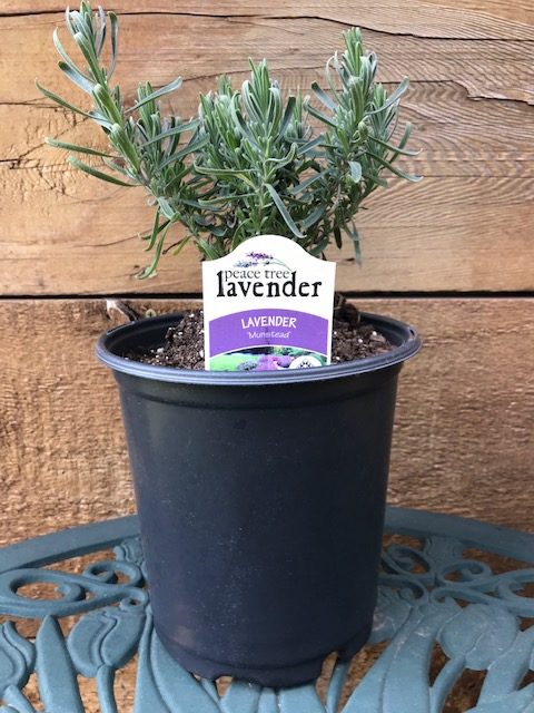munstead lavender plant