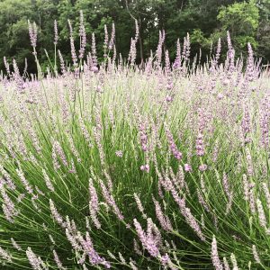 Phenomenal Lavender in full bloom