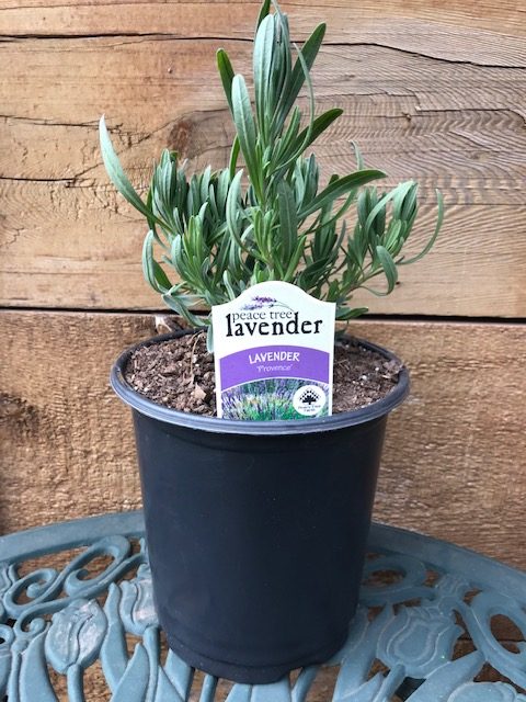 Provence Lavender Plant