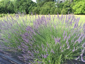 Phenomenal Lavender Mad Lavender Farm