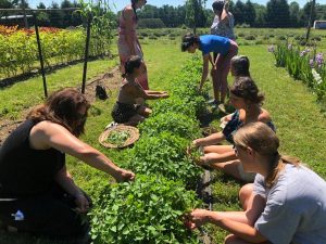 Harvesting Tulsi Basil