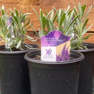 Sensational Lavender Plants