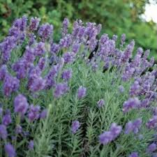 Big Time Blue lavender plant