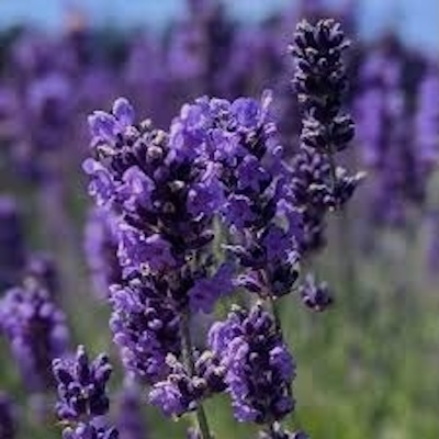 Royal Velvet Lavender Plant