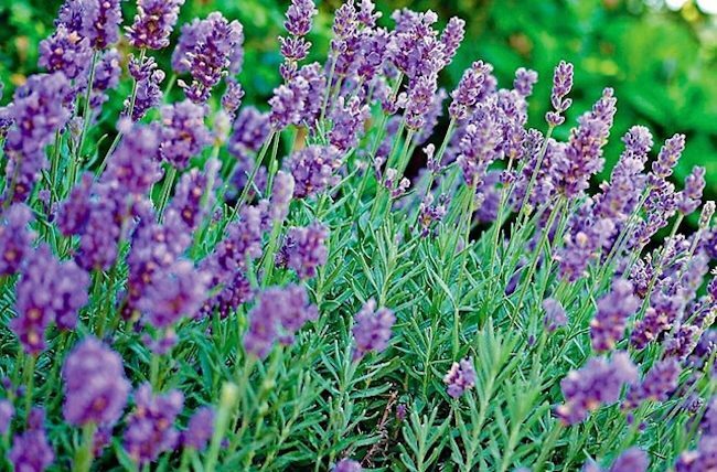 Lavender as Medicine Workshop