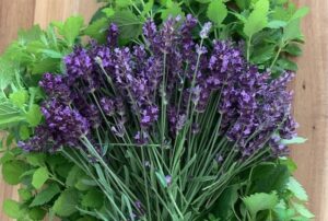 Herbs for Anxiety