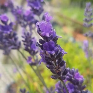 Asa Blue Lavender Plant