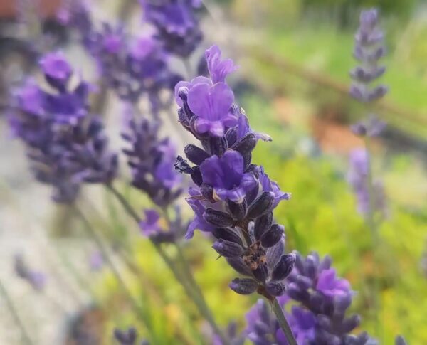 Asa Blue Lavender Plant