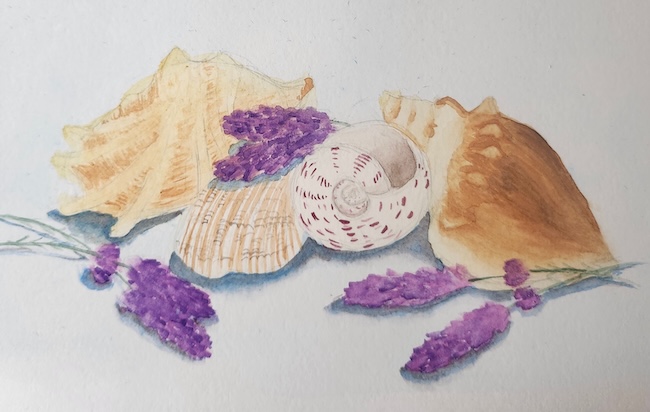 lavender shells