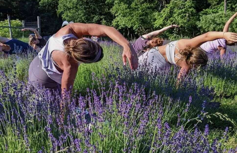 Lavender Yoga