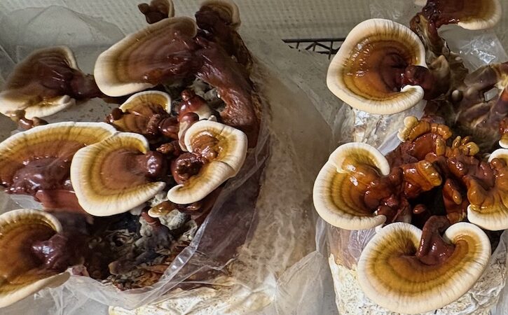 Reishi Workshop