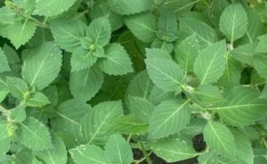 Tulsi Herb Mad lavender farm