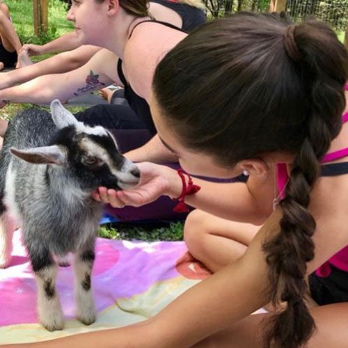 Goat-yoga-petting-goat