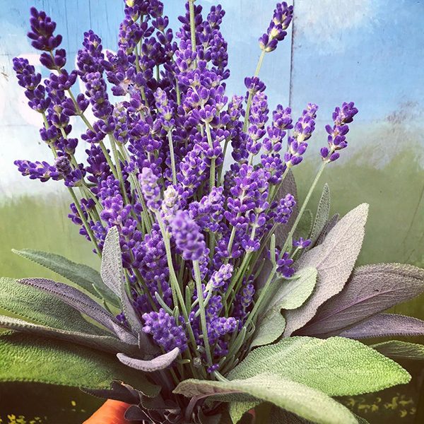 Mad-Lavender-farm-lavender-bouquet