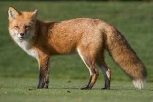 Red Fox Power Animal