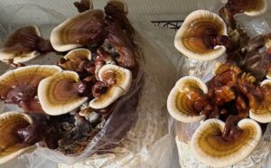 Reishi Workshop