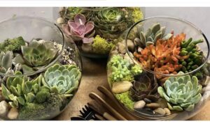 Succulent Terrarium