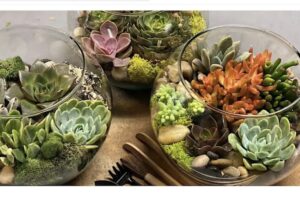 Succulent Terrarium