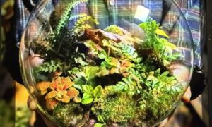 Terrarium Workshop