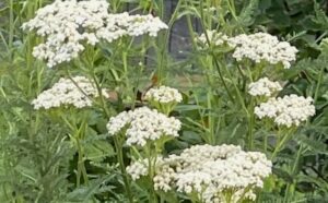Yarrow Herb Talk