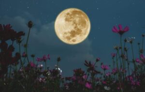 Yoga Tarot Workshop