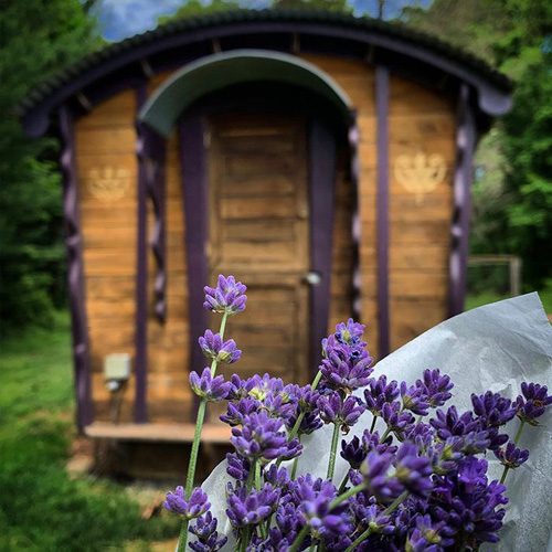 chicken-coop-and-lavender