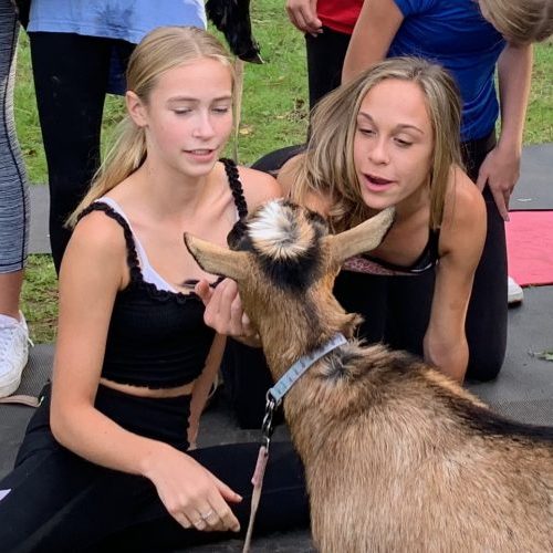 Making friends with a goat