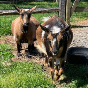 Mama goats at Mad Lavender Farm