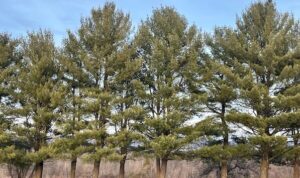 tree medicine workshop
